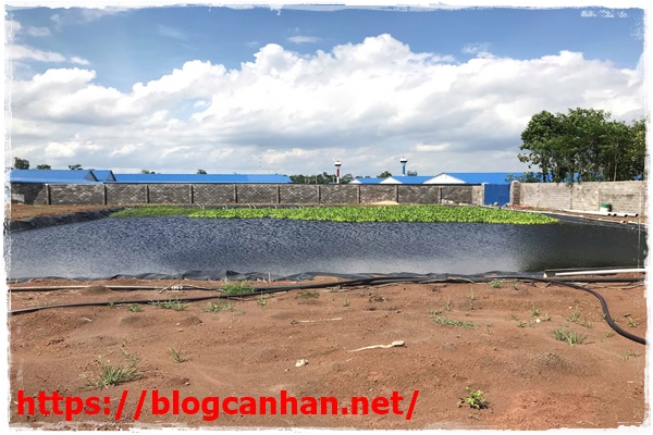 hệ thống xử l&yacute; nước thải bằng thực vật