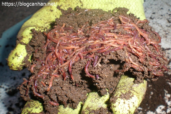 xử l&yacute; r&aacute;c bằng giun