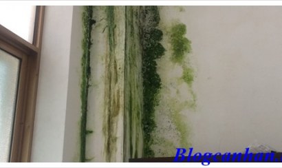 Cách tẩy rong, rêu bám trên tường, nền nhà